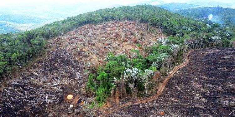 Justiça Federal cobra resposta sobre volume recorde de desmatamento
