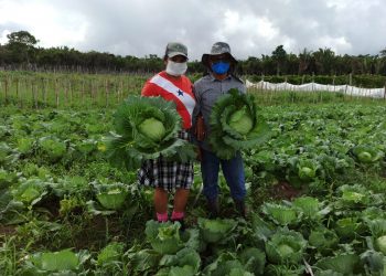 ‘Não ia suportar ver minha horta no lixo’, diz produtor que doou 8 toneladas de repolho no Pará