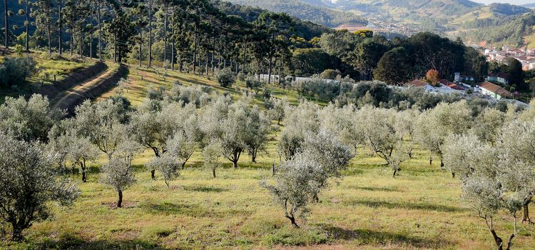 Azeites da Serra da Mantiqueira conquistam medalhas em concurso internacional