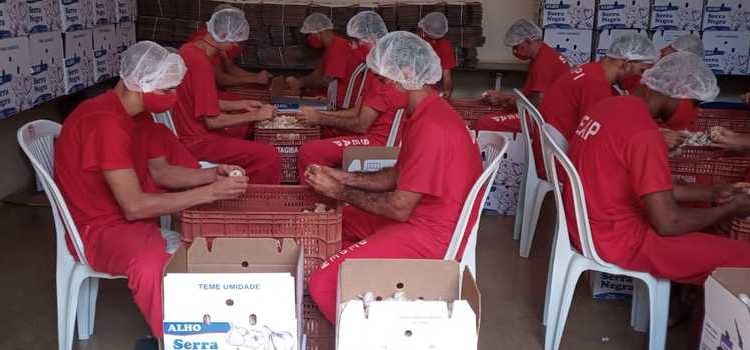 Detentos da Penitenciária de Patrocínio trabalham em oficina de beneficiamento de alho