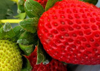 Produtores de morango adotam sistema de “colha e pague” em Minas
