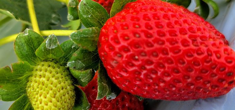 Produtores de morango adotam sistema de “colha e pague” em Minas