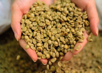 Minas segue como maior produtor de café no Brasil, responsável por 46% da safra 2021