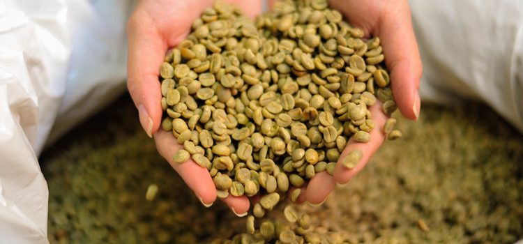 Minas segue como maior produtor de café no Brasil, responsável por 46% da safra 2021