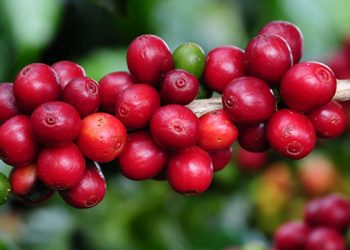 Minas Gerais deve bater recorde histórico nas exportações do agronegócio em 2021