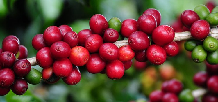 Minas Gerais deve bater recorde histórico nas exportações do agronegócio em 2021