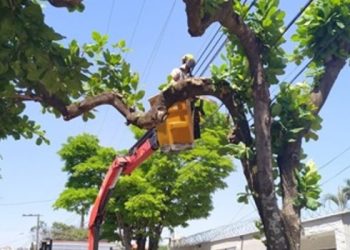 Podas de árvores devem ser feitas por profissional para evitar acidentes com rede elétrica