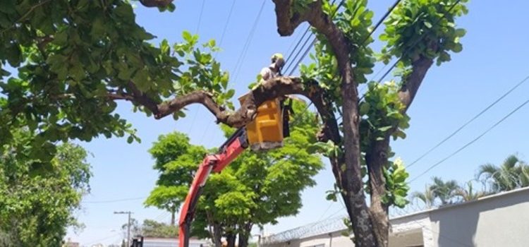 Podas de árvores devem ser feitas por profissional para evitar acidentes com rede elétrica
