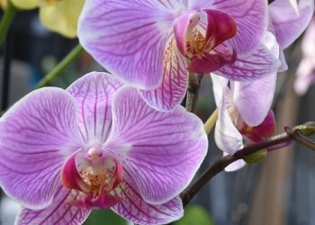 Epamig ensina dicas para o cultivo de orquídeas