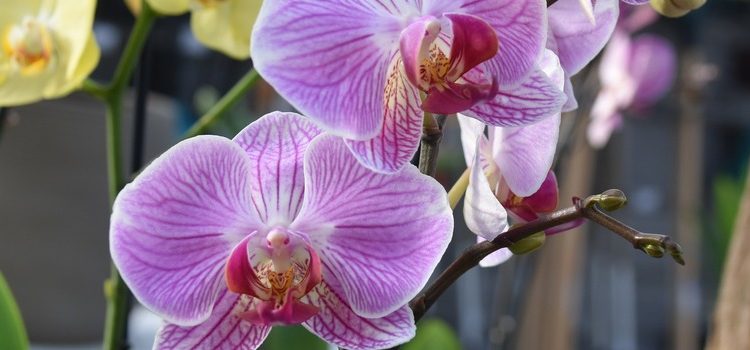 Epamig ensina dicas para o cultivo de orquídeas