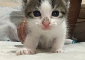 GATINHAS PARA ADOÇÃO RESPONSÁVEL