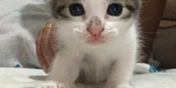 GATINHAS PARA ADOÇÃO RESPONSÁVEL