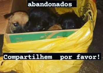 FILHOTES ABANDONADOS