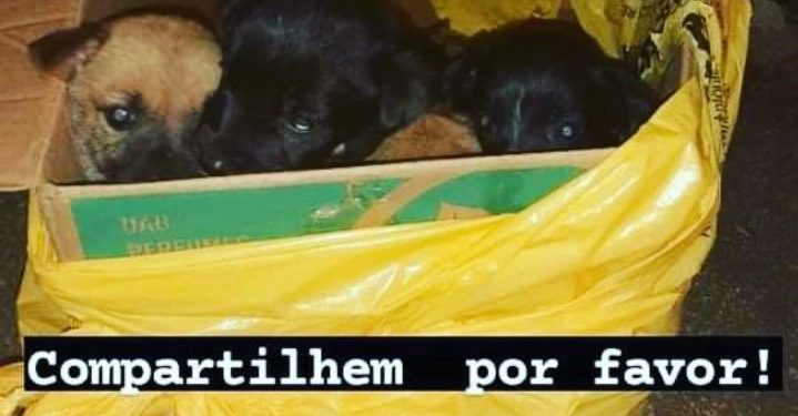 FILHOTES ABANDONADOS