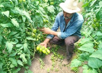 Agricultores de orgânicos adotam homeopatia nas lavouras