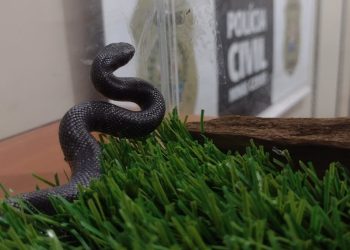 Polícia Civil resgata cobra exótica comercializada ilegalmente