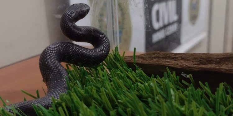 Polícia Civil resgata cobra exótica comercializada ilegalmente