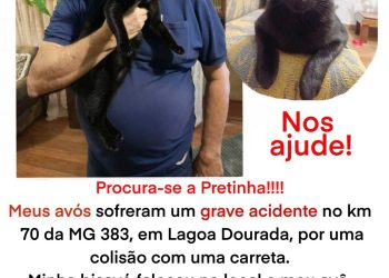 GATA PERDIDA EM ACIDENTE