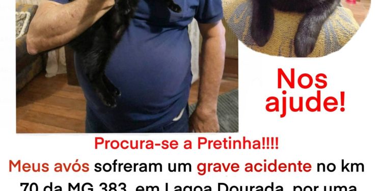 GATA PERDIDA EM ACIDENTE