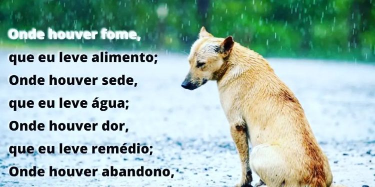 4 DE ABRIL – DIA MUNDIAL DOS ANIMAIS DE RUA