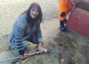 CADELAS DO TREVO DO ELÓI SERÃO CASTRADAS NO CENTRO DE APOIO AOS ANIMAIS (ZOONOSES)