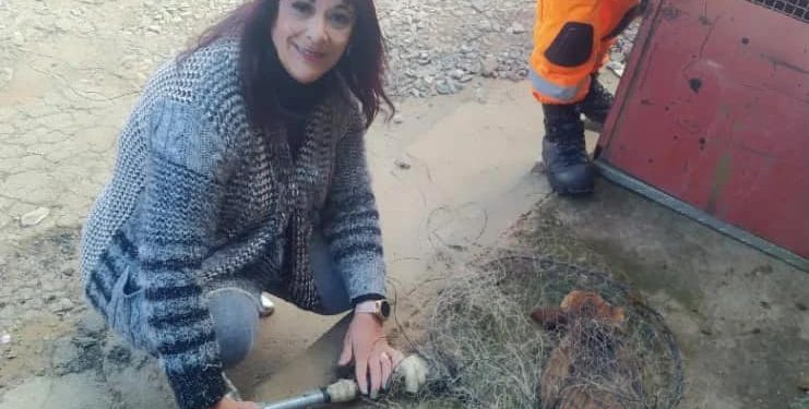 CADELAS DO TREVO DO ELÓI SERÃO CASTRADAS NO CENTRO DE APOIO AOS ANIMAIS (ZOONOSES)