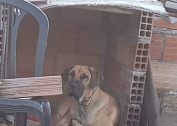CADELA ENCONTRADA