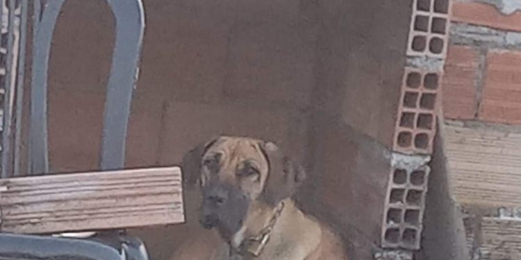 CADELA ENCONTRADA