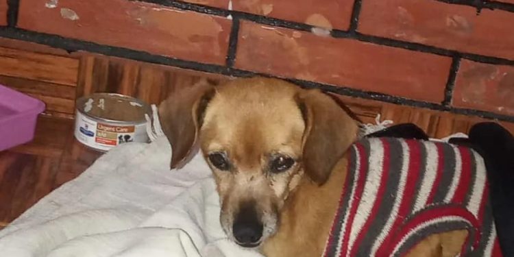 Informativo da Vereadora Mara Protetora dos Animais