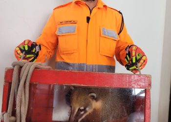 Bombeiros de Barbacena capturam um Quati na cozinha de uma residência