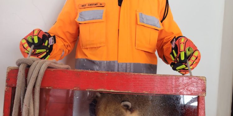 Bombeiros de Barbacena capturam um Quati na cozinha de uma residência