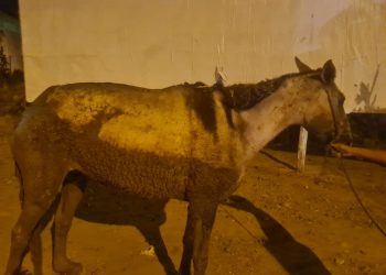 Bombeiros resgatam animal em perigo
