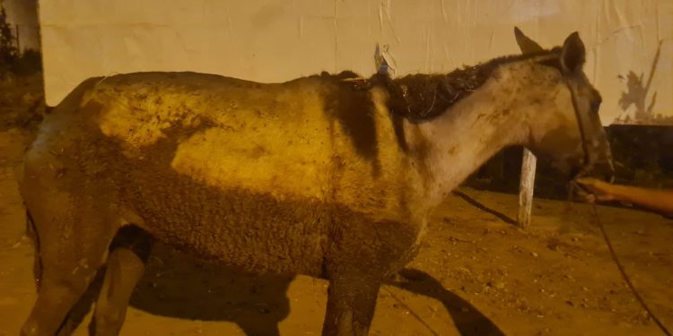 Bombeiros resgatam animal em perigo