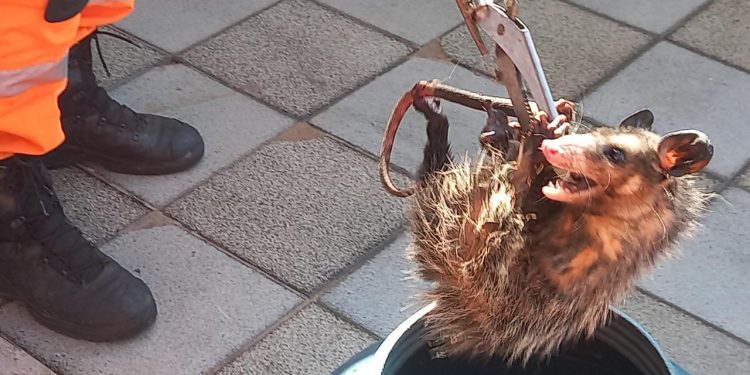Bombeiros de São João del-Rei capturam gambá na região central da cidade