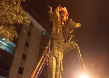 Bombeiros de Barbacena realizam supressão total de árvore