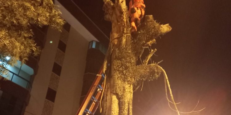 Bombeiros de Barbacena realizam supressão total de árvore