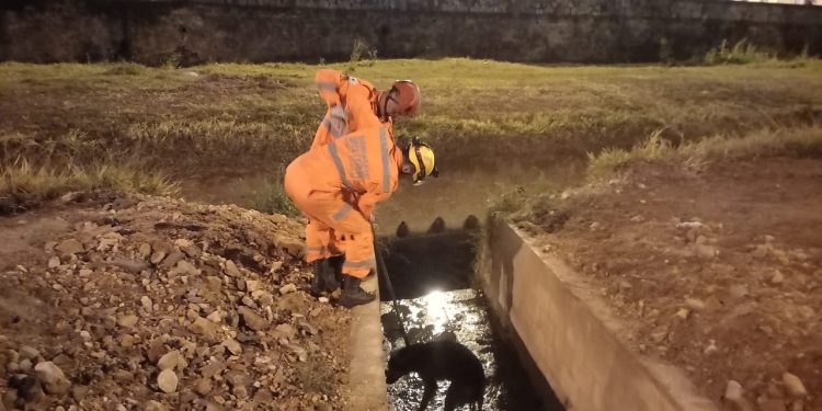 Bombeiros resgatam cachorro no Córrego do Lenheiro