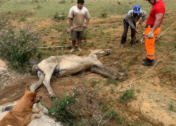 Bombeiros resgatam cavalo que se encontrava dentro de lagoa na localidade do Campestre II em Barbacena