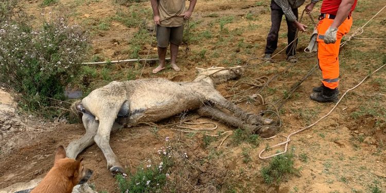 Bombeiros resgatam cavalo que se encontrava dentro de lagoa na localidade do Campestre II em Barbacena