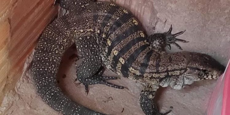 Bombeiros capturam lagarto em residência no Senhor dos Montes