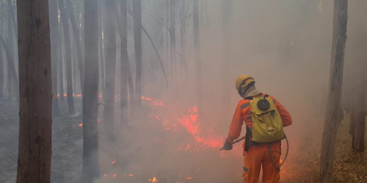 INCÊNDIO EM VEGETAÇÃO