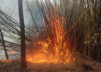 Bombeiros combatem dois incêndios em vegetação em Tiradentes