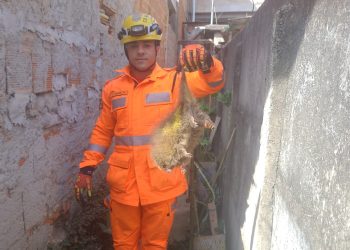 Bombeiros capturam ouriço-cacheiro no bairro Caeté em Barbacena
