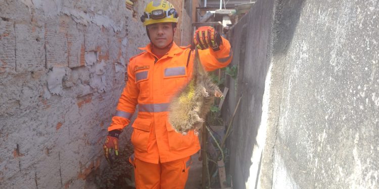 Bombeiros capturam ouriço-cacheiro no bairro Caeté em Barbacena