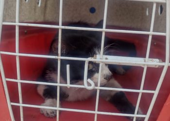 BOMBEIROS DE BARBACENA RESGATAM GATO PRESO DENTRO DE MANILHA DE ESGOTO