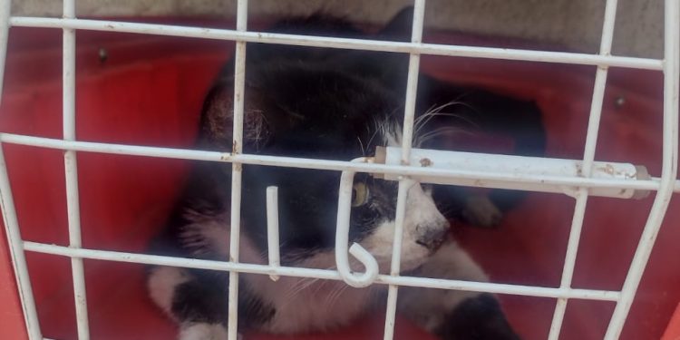 BOMBEIROS DE BARBACENA RESGATAM GATO PRESO DENTRO DE MANILHA DE ESGOTO