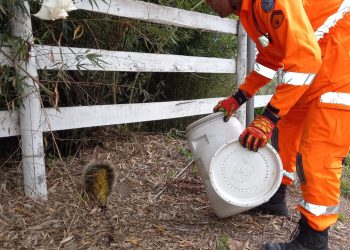 Bombeiros atendem captura de animal silvestre perigoso