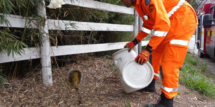 Bombeiros atendem captura de animal silvestre perigoso