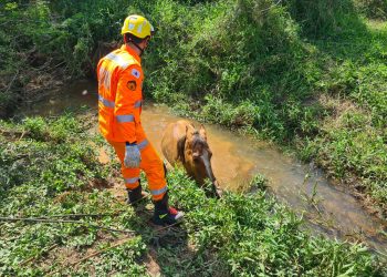 Bombeiros resgatam cavalo Campolina em um córrego