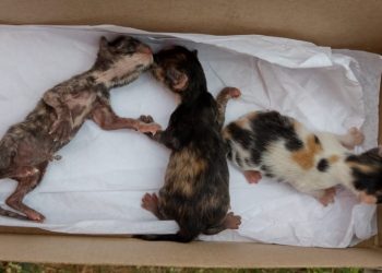 Bombeiros resgatam filhotes de gatos presos em telhado em conselheiro Lafaiete